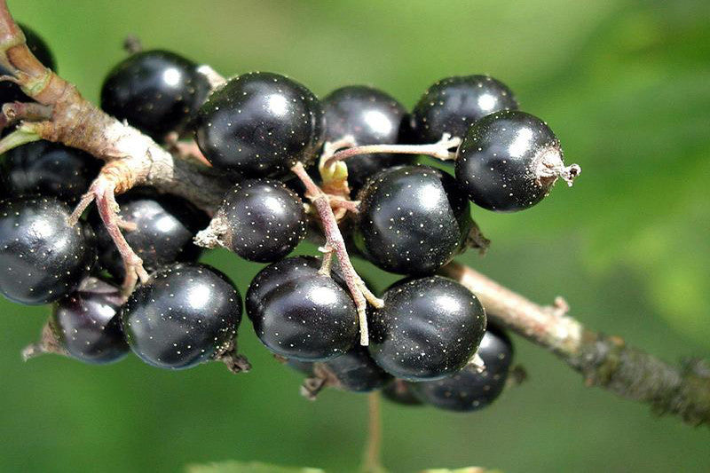Blackcurrants - A Superfood