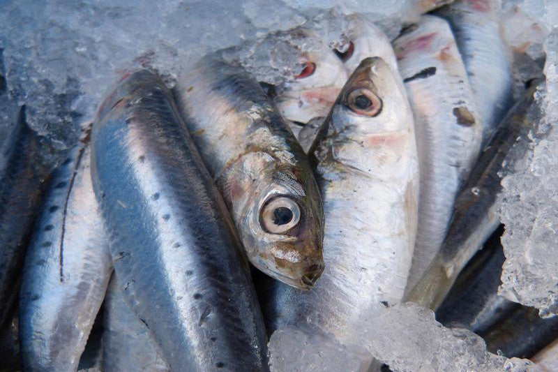 Sardine Protein – The Great Protector