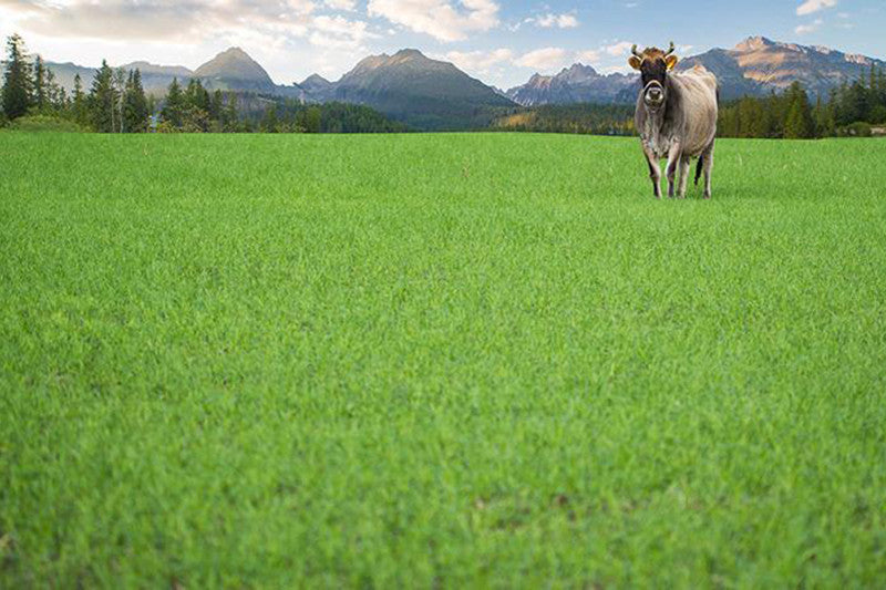 The Blurred Lines Between Grass-Fed and Grain-Fed Whey