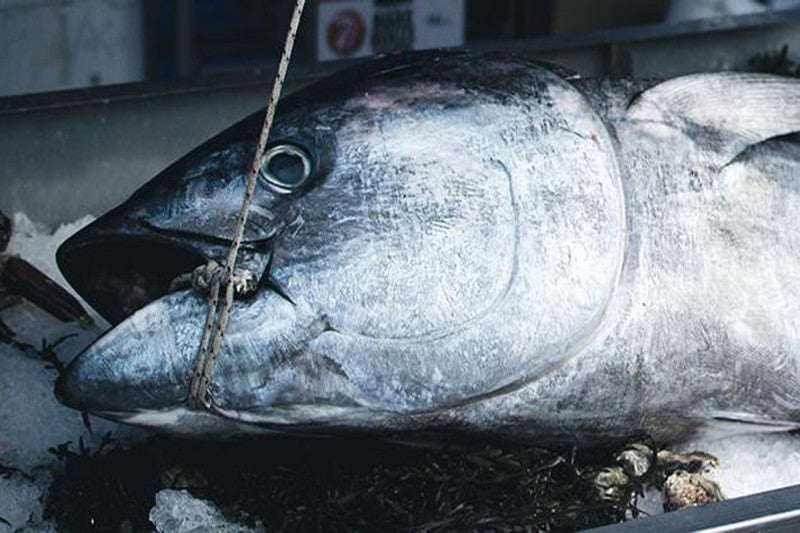 Tuna, Hummus and Cottage Cheese Salad