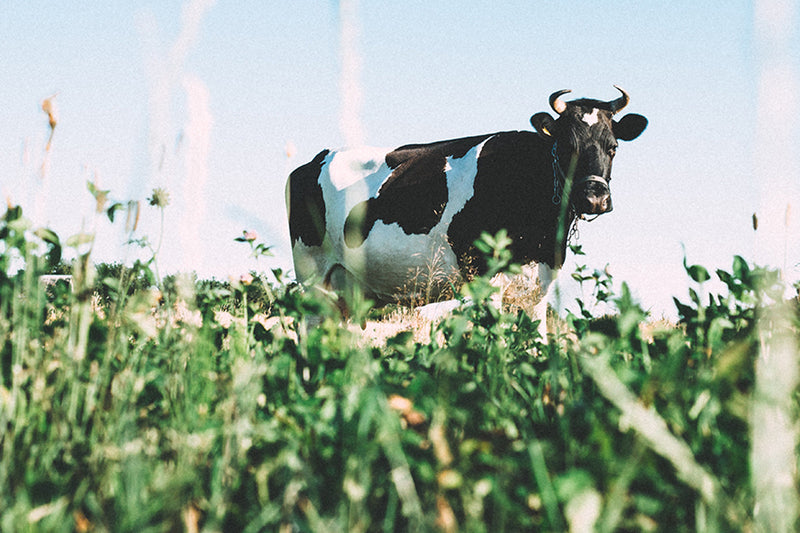 Whey Protein – Composition & Quality