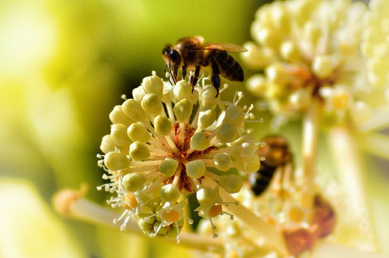 Bee Pollen And Royal Jelly
