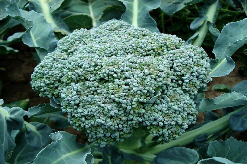 Antioxidants - Broccoli