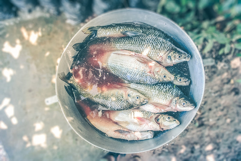 Omega 3 Fatty Acids