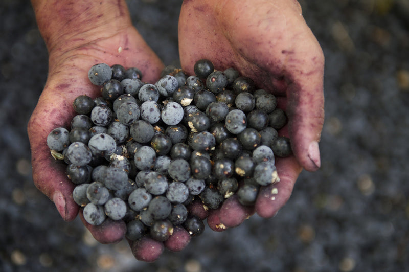 The Anti-Inflammatory Effects of Acai Berries